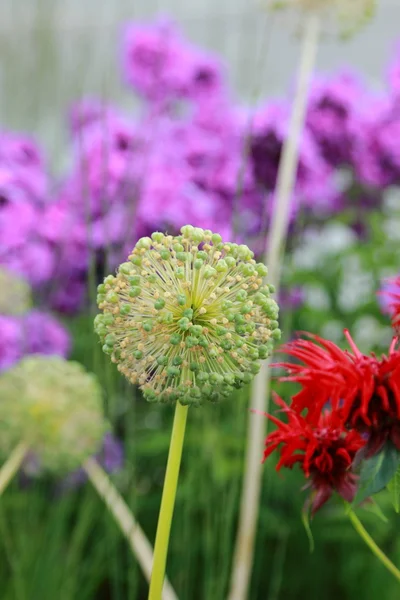 Kleurrijke Wilde Bloemen Bloeien Veld — Stockfoto