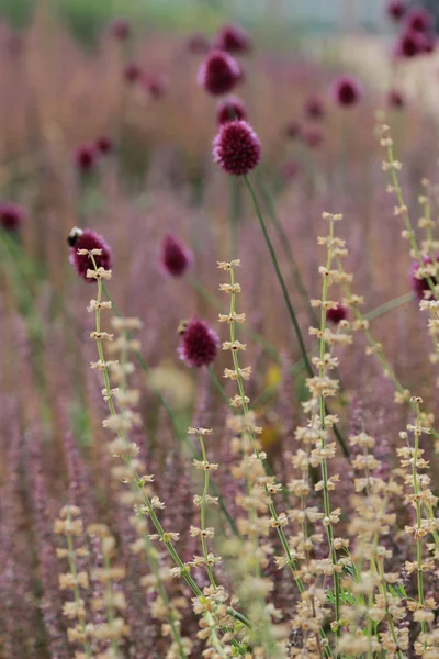 Colorful Wildflowers Blossoming Field — Stock Photo, Image