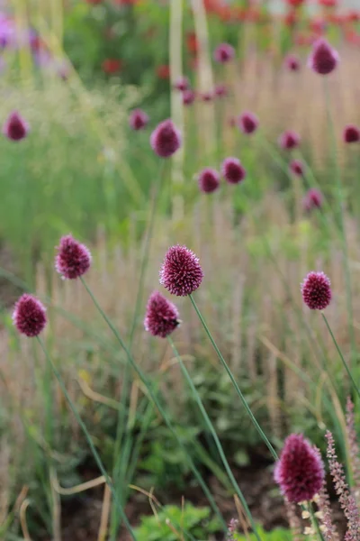 Colorful Wildflowers Blossoming Field — Stock Photo, Image