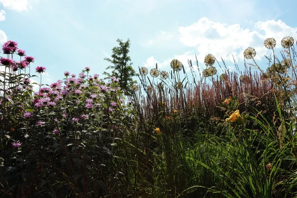 Beau Paysage Estival Prairies Fleuries Ciel Bleu Vif Nuages Blancs — Photo