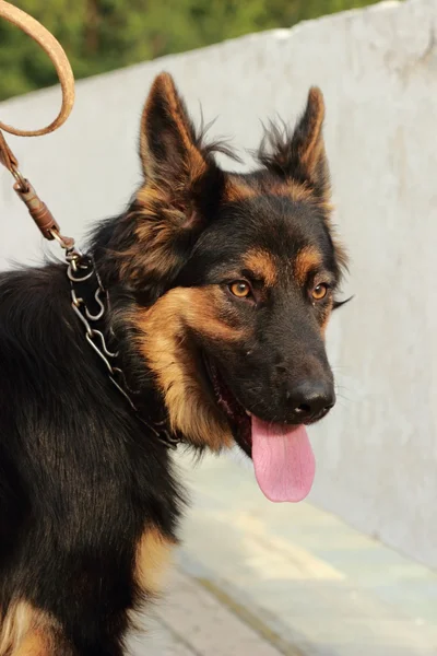 German Shepherd Black Brown Color — Stock Photo, Image