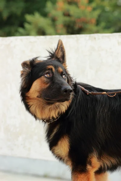 Hund utomhus — Stockfoto