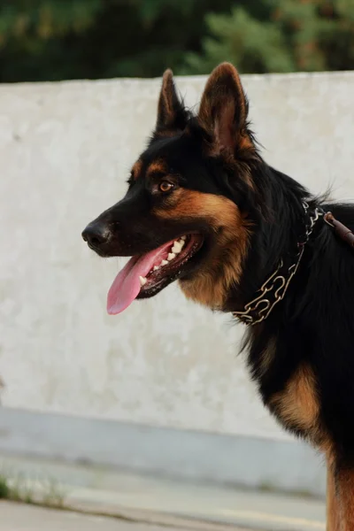 Hund im Freien — Stockfoto