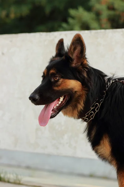 Alman Çoban Köpeği Siyah Kahverengi Renk — Stok fotoğraf