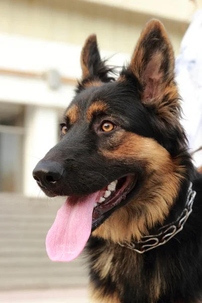 Köpek Şehir Parkı içinde