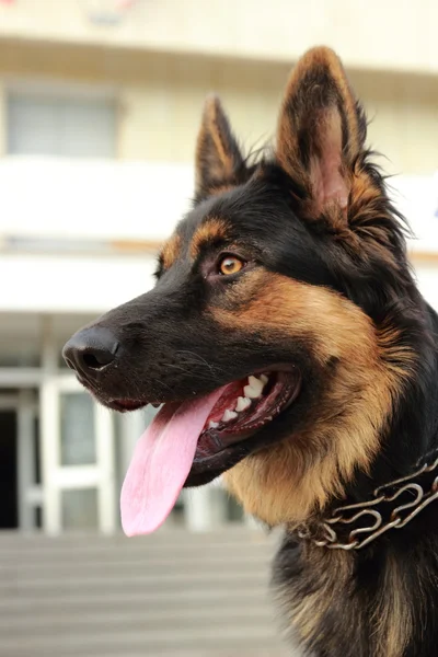 Alman çoban köpeği siyah ve kahverengi renk 