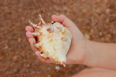 Çocuk elinde deniz kabuğu