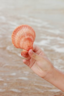 okyanus kabukları çocuğun elinde yalan