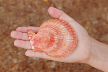 Sahilde deniz kabuklarını fincan tutan küçük kız buldu