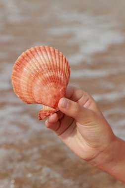 Tema yaz tatillerini, seyahat ve Turizm çocukların elinde güzel deniz kabuğu