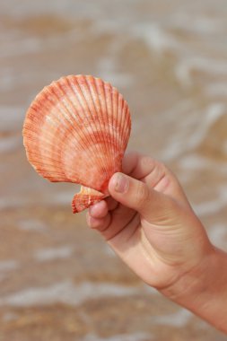 Tema yaz tatillerini, seyahat ve Turizm çocukların elinde güzel deniz kabuğu