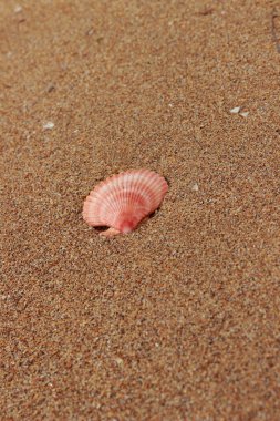 Sahilde deniz kabukları