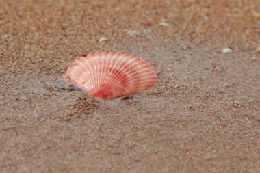Sahilde deniz kabukları