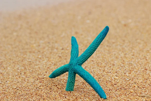 Beautiful Starfish Beach Theme Vacation — Stock Photo, Image