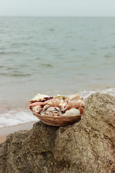 Group of seashells — Stock Photo, Image