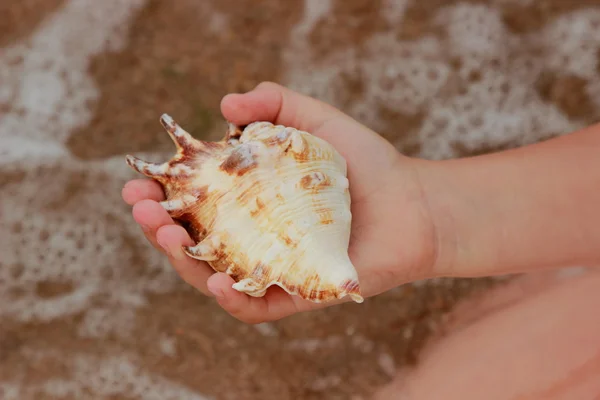 Coquille de mer dans la main de l'enfant — Photo