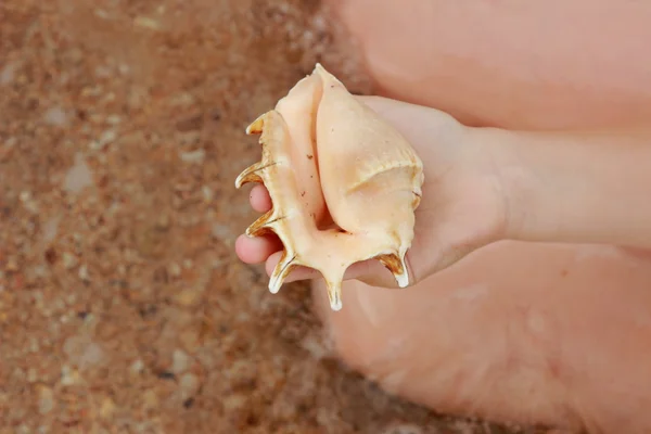 Seashell in kid hand — Stockfoto