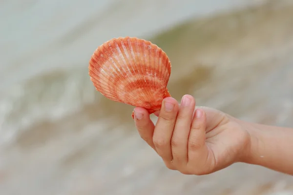 Concha de mar en mano de niño —  Fotos de Stock