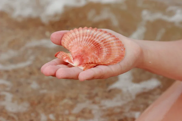 Bellissima Conchiglia Mano Bambini Sul Tema Vacanze Estive Viaggi Turismo — Foto Stock