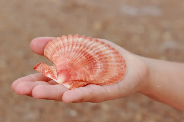 Seashell in kid hand — Stock Photo, Image