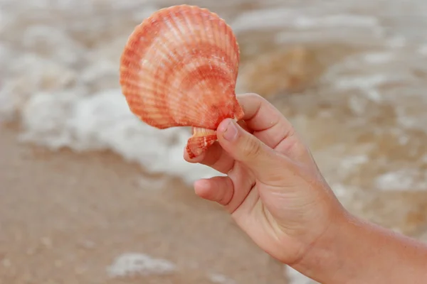 Meeresmuscheln Liegen Den Händen Des Kindes — Stockfoto