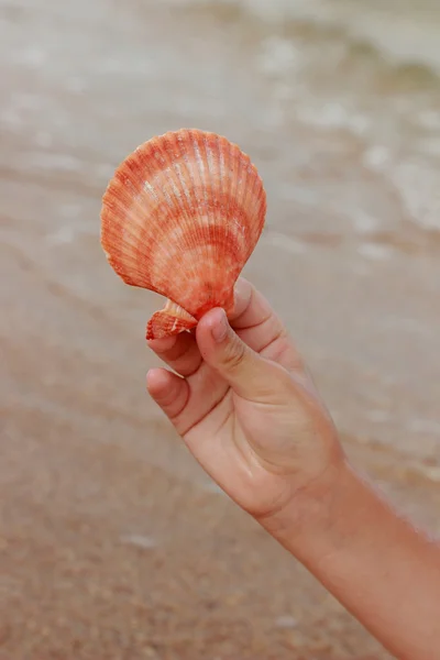 Las Conchas Marinas Yacen Las Manos Del Niño —  Fotos de Stock