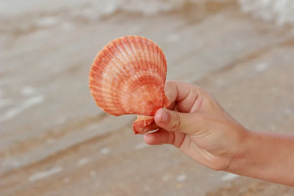 Coquilles Océan Trouvent Dans Les Mains Enfant — Photo