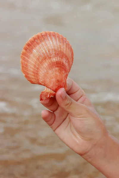 Coquilles Océan Trouvent Dans Les Mains Enfant — Photo