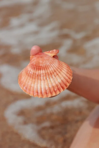 テーマ夏休みの美しい貝殻を持っている子供の手 — ストック写真