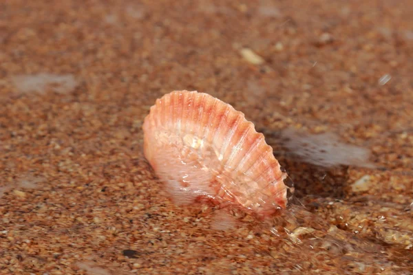 Kinderhand Hält Eine Schöne Muschel Zum Thema Sommerurlaub — Stockfoto