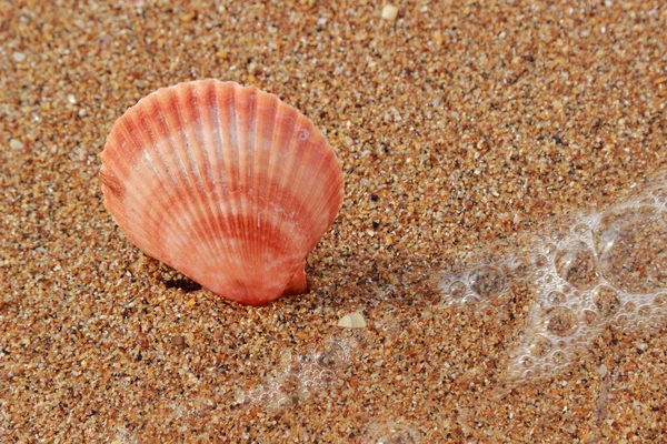 Conchiglie Sulla Spiaggia — Foto Stock