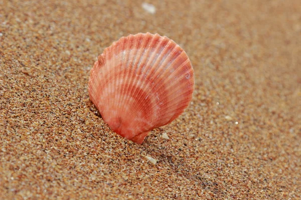 Muscheln Strand — Stockfoto