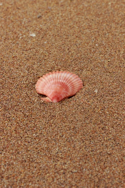 Seashells Beach — Stock Photo, Image