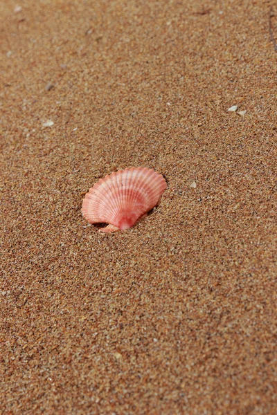 Conchiglie Sulla Spiaggia — Foto Stock