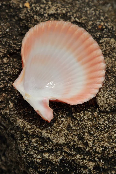 Coquillages Sur Plage — Photo