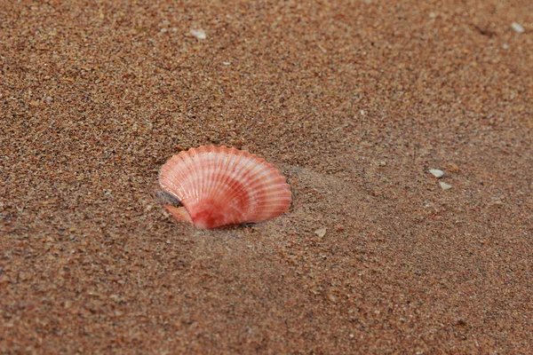 Seashells Beach — Stock Photo, Image