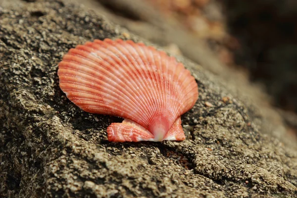 Coquillages Sur Plage — Photo