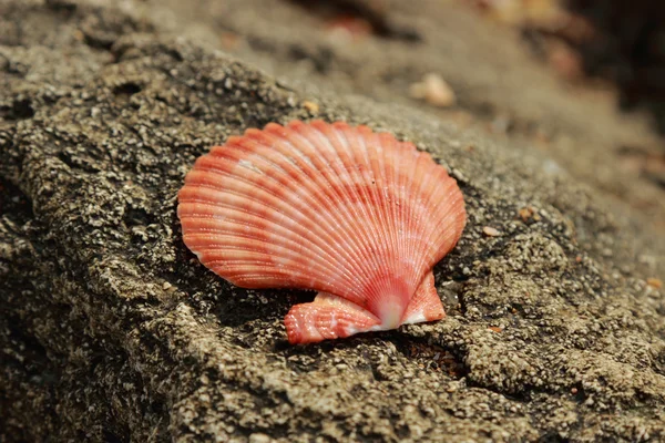 Seashells — Stock Photo, Image