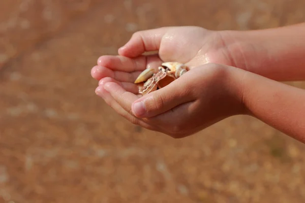 Beautiful Seashell Children Hand Theme Summer Vacations Travel Tourism — стоковое фото