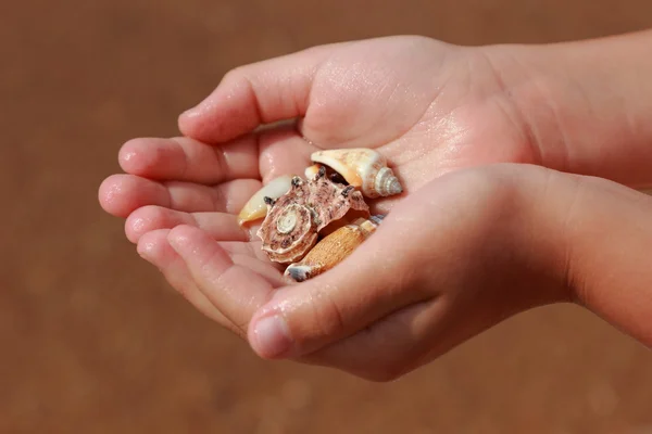 Mano Del Bambino Tenendo Una Bella Conchiglie Sul Tema Vacanze — Foto Stock