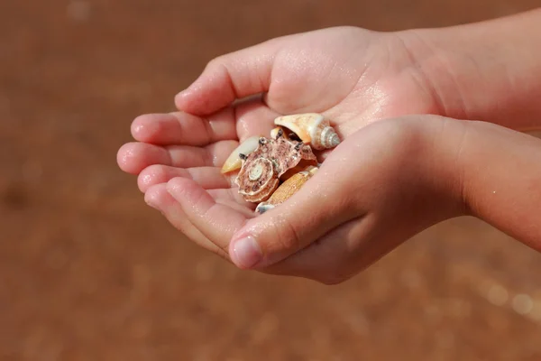 Belle Coquille Dans Main Des Enfants Sur Thème Vacances Été — Photo