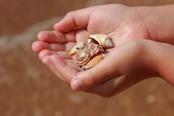 Kerang Laut Yang Indah Tangan Anak Anak Pada Tema Liburan — Stok Foto