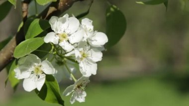 Bloom çalışır