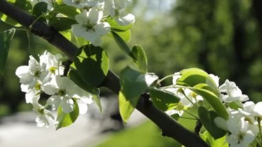 Bloom çalışır