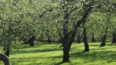 Bloom çalışır