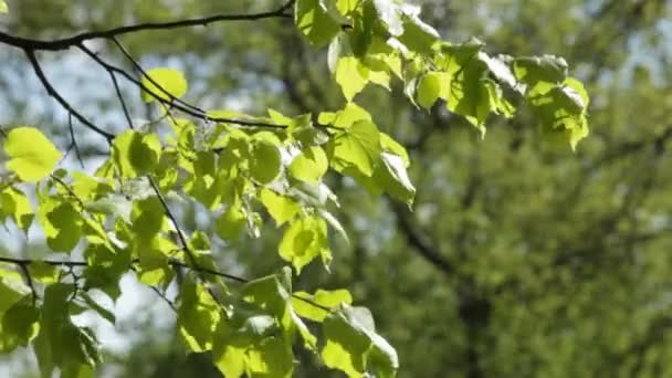 Linden tree — Stock Video