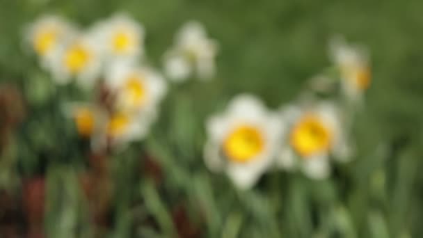 Flores de narciso — Vídeo de stock