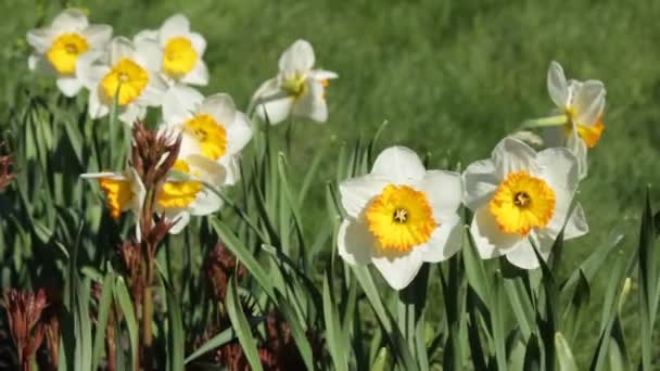 Daffodil flowers — Stock Video