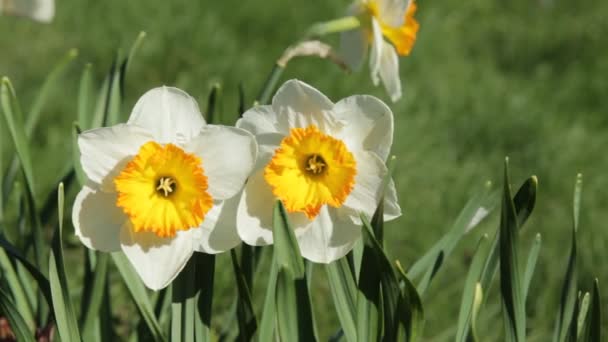 Flores de narciso — Vídeos de Stock