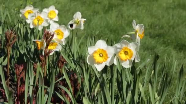 Daffodil Flores — Vídeo de Stock